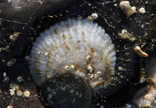 Pododesmus cepio